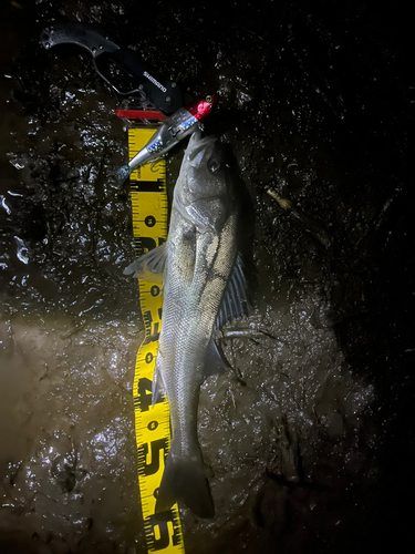 シーバスの釣果