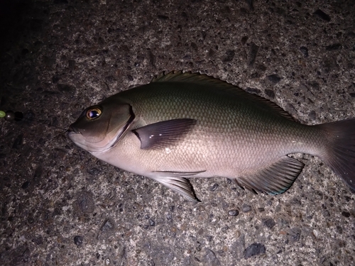 メジナの釣果