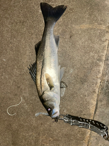 シーバスの釣果