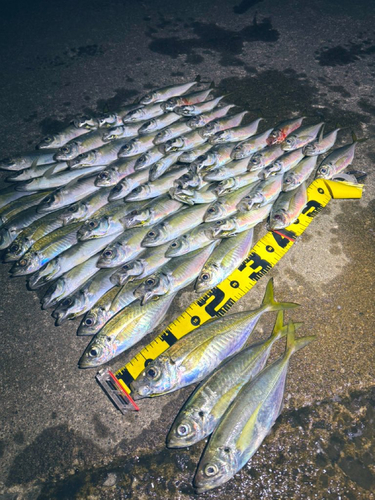 アジの釣果