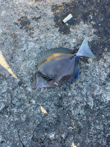 ムロアジの釣果