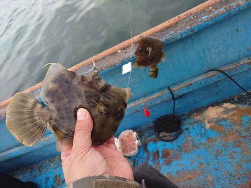 カワハギの釣果