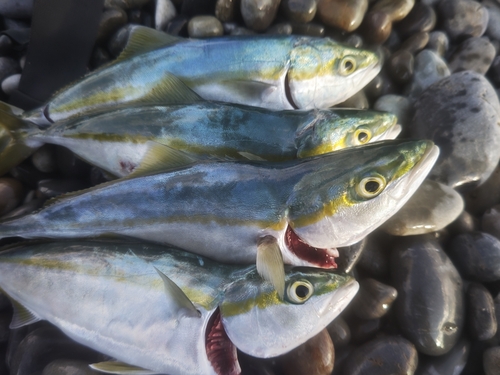 ツバスの釣果