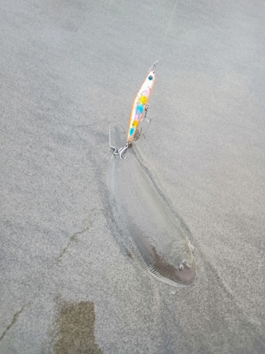 シタビラメの釣果