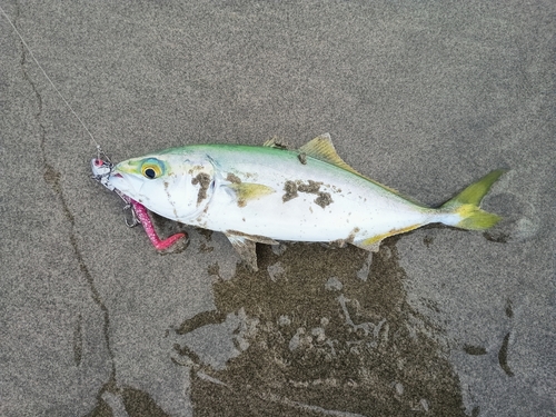 ショゴの釣果