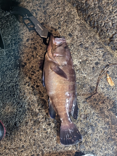 マハタの釣果