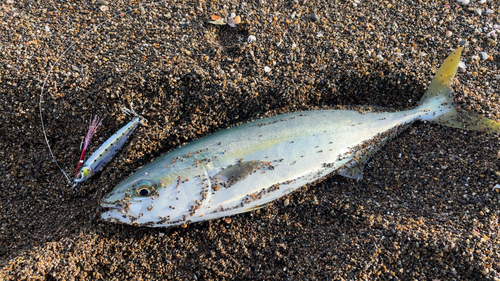 ワカシの釣果