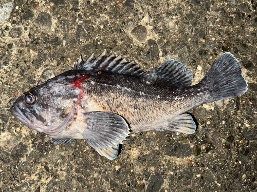 クロソイの釣果