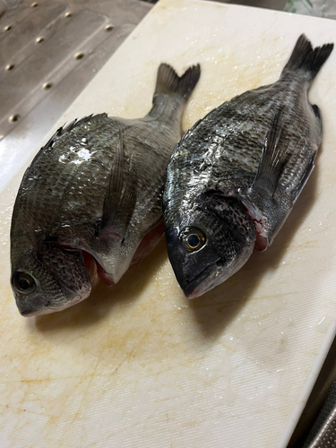 チヌの釣果