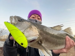 シーバスの釣果