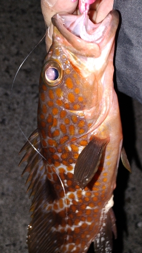 アコウの釣果