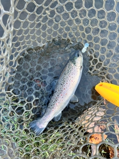 ブラウントラウトの釣果