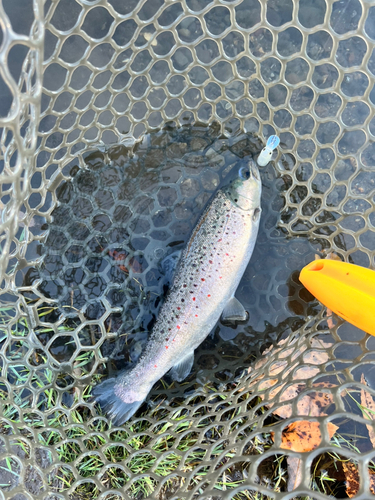 ブラウントラウトの釣果