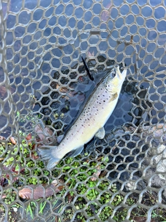 ブラウントラウトの釣果