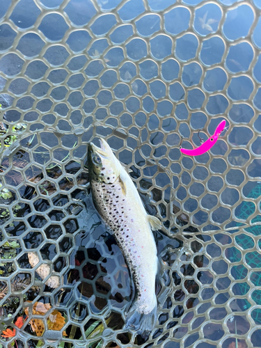 ブラウントラウトの釣果