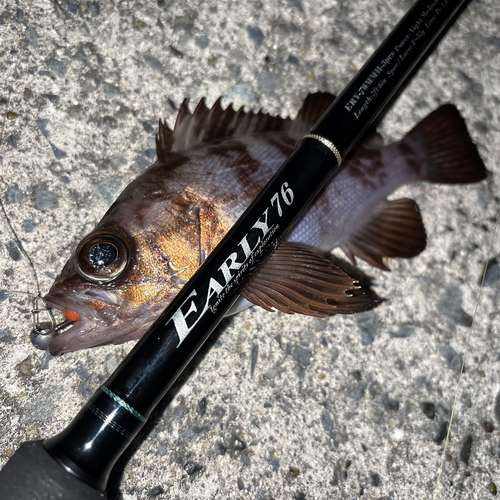 メバルの釣果