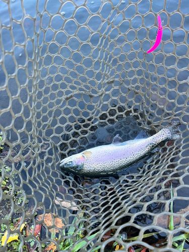 ニジマスの釣果