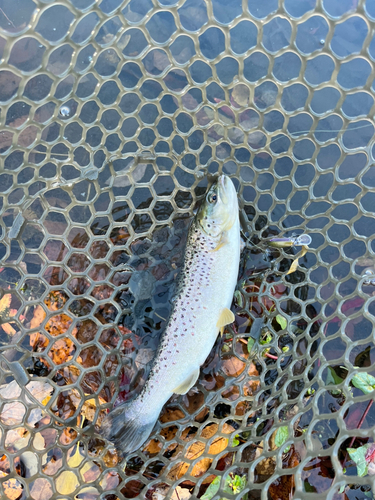 ブラウントラウトの釣果