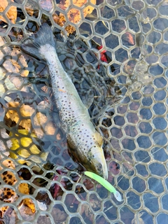 ブラウントラウトの釣果