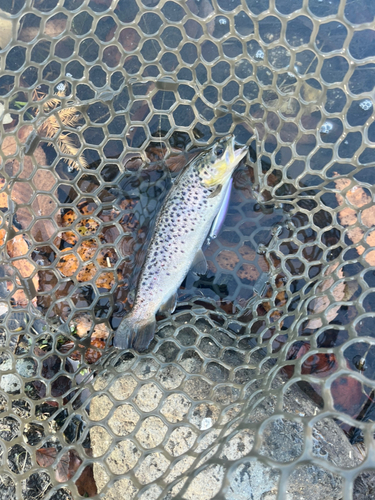 ブラウントラウトの釣果