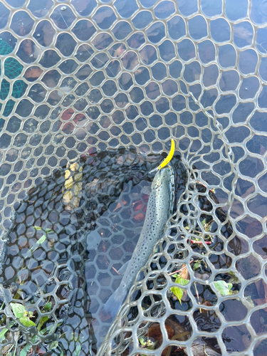 ブラウントラウトの釣果