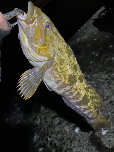 アイナメの釣果