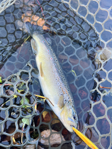 ブラウントラウトの釣果