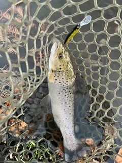 ブラウントラウトの釣果