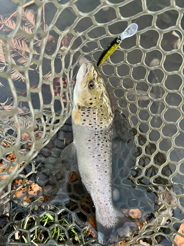 ブラウントラウトの釣果