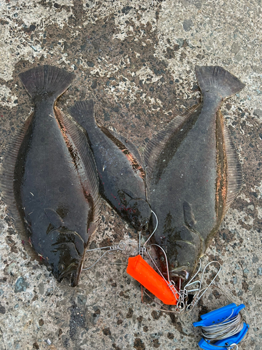 ヒラメの釣果