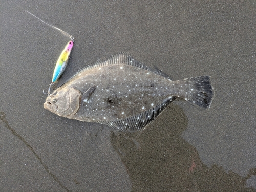 ソゲの釣果