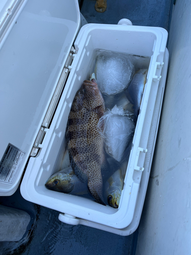 オオモンハタの釣果