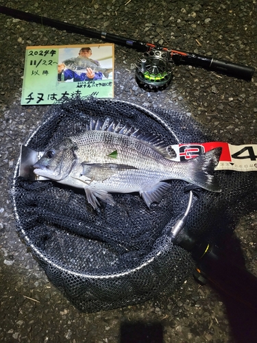 チヌの釣果