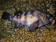 シロメバルの釣果