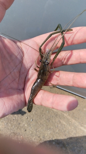 テナガエビの釣果