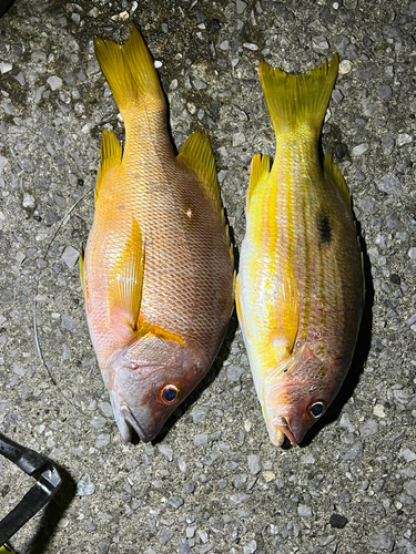 フエダイの釣果