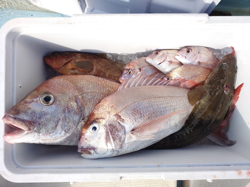 マダイの釣果