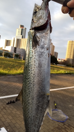 サゴシの釣果