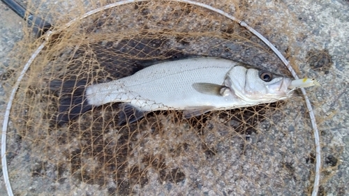 セイゴ（ヒラスズキ）の釣果