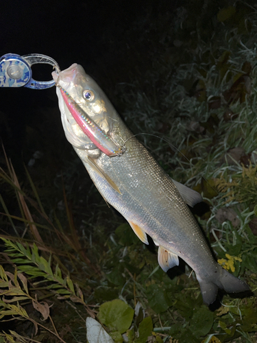 ウグイの釣果