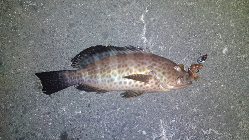 オオモンハタの釣果