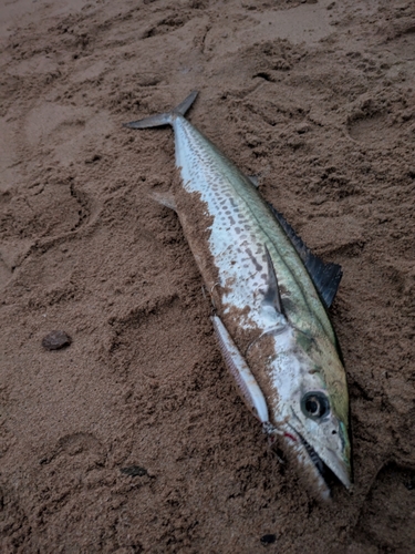 サワラの釣果