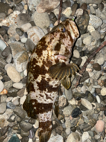 タケノコメバルの釣果