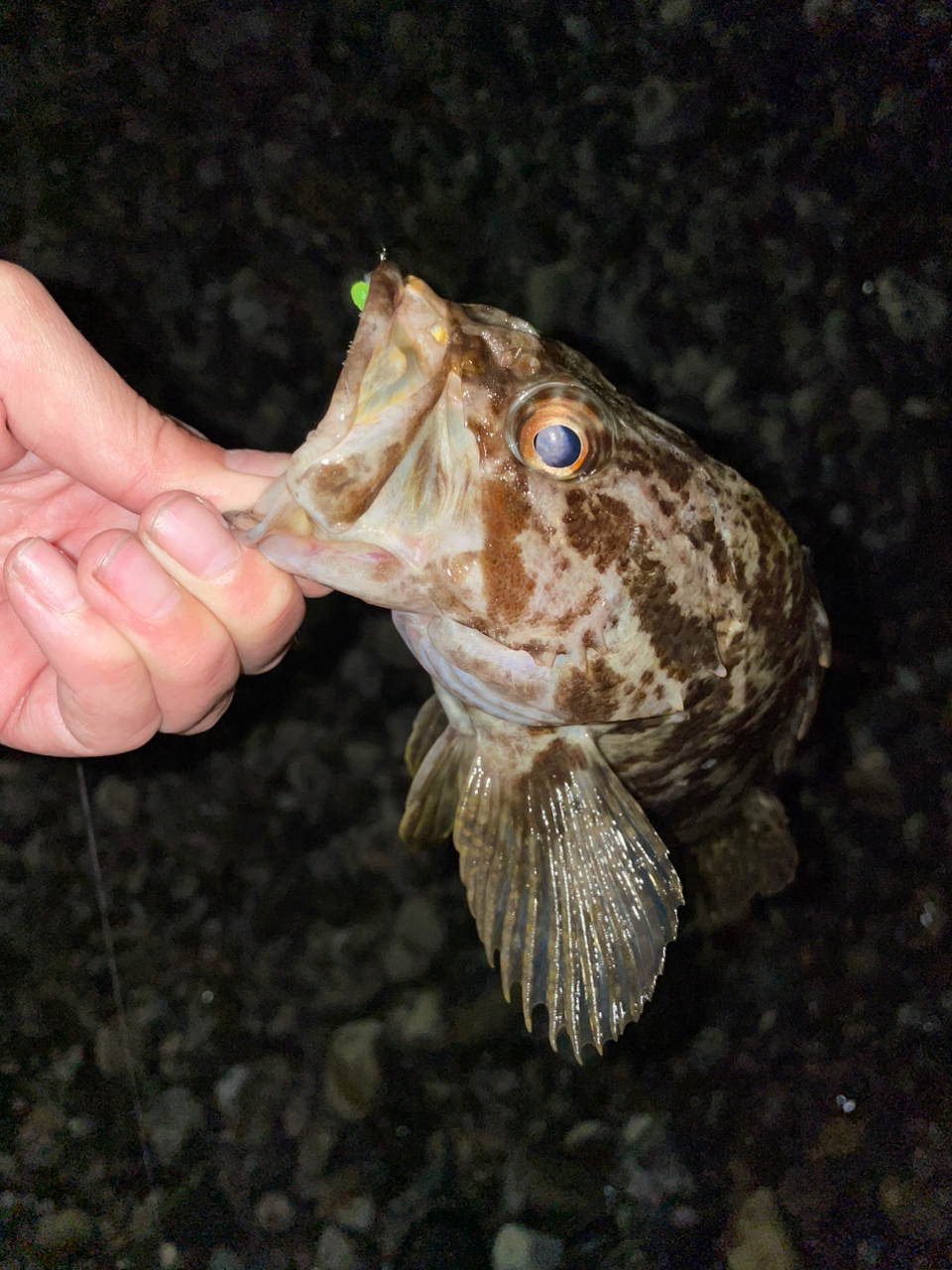 タケノコメバル