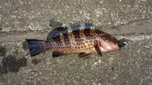 オオモンハタの釣果