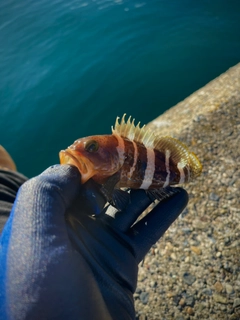 アオハタの釣果