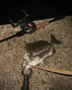 アオハタの釣果