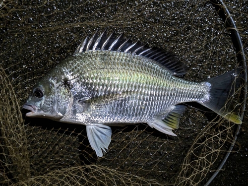 キビレの釣果