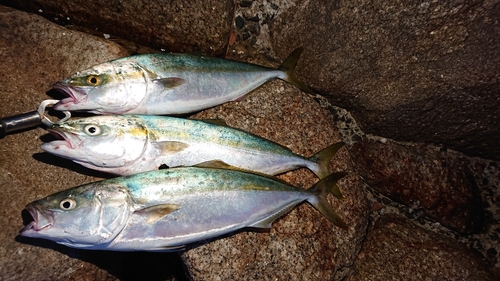 ツバスの釣果