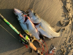 ヒラスズキの釣果